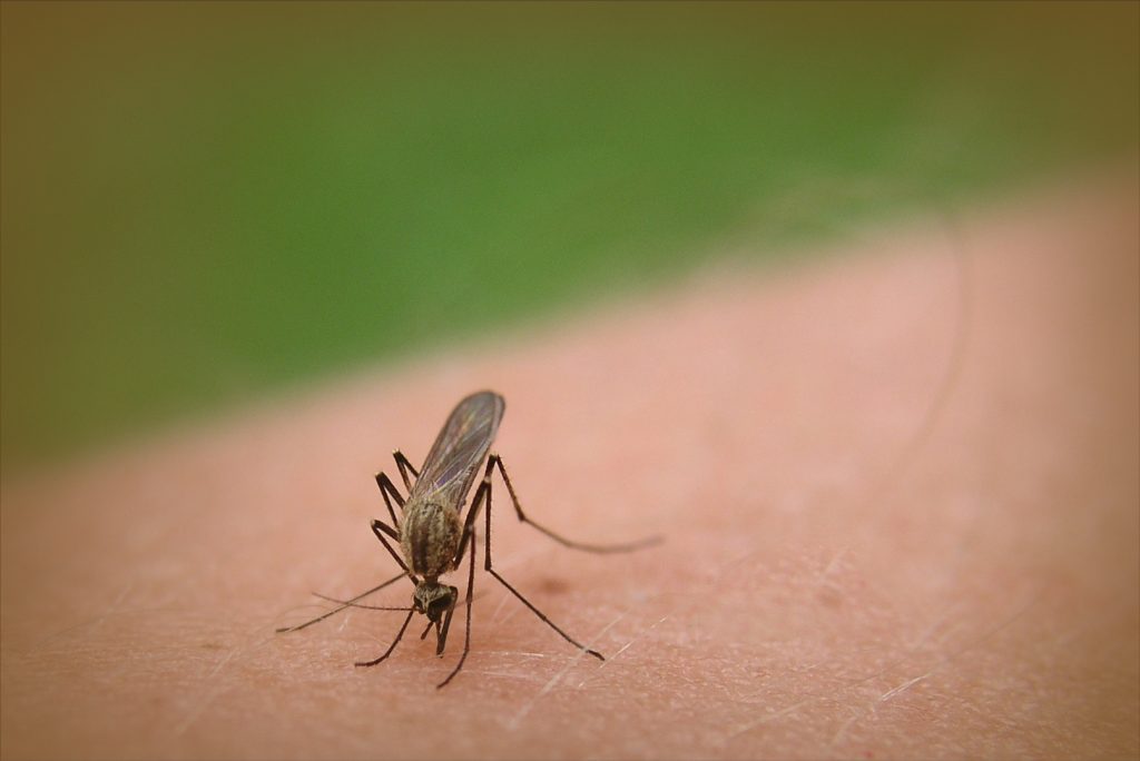 mosquito carrying Zika virus