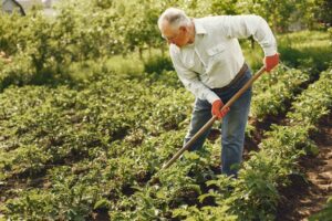 senior man gardening rows of plants