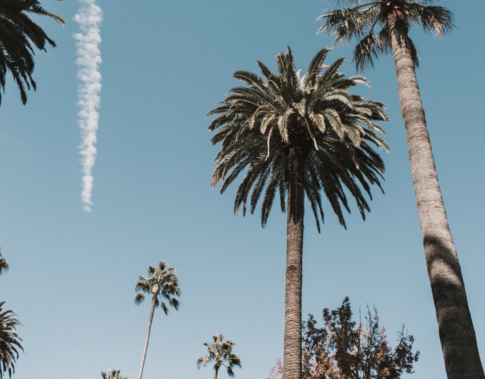 Los Angeles palm trees and blue sky