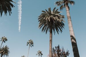 Los Angeles palm trees and blue sky