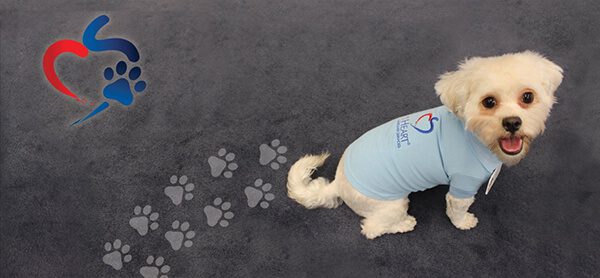 pet therapy